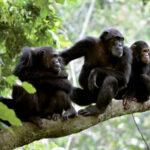 Chimpanzee Safaris