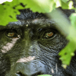 Gorilla safaris in Rwanda