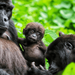 Rwanda gorilla tour