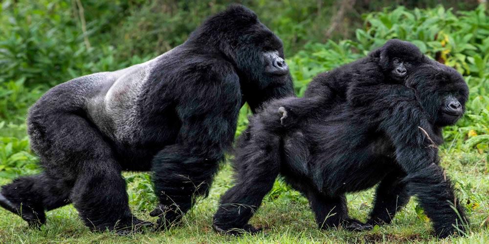 Bwindi gorilla trekking in Uganda the Impenetrable Forest