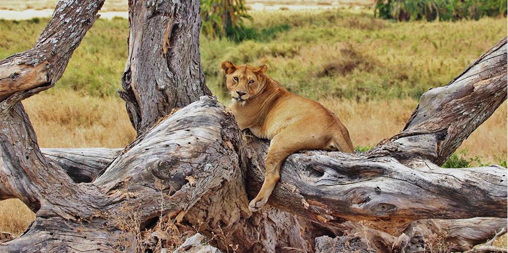 wildlife safaris at Queen elizabeth national park in Uganda