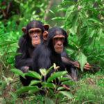 Nyungwe tracking Chimpanzee