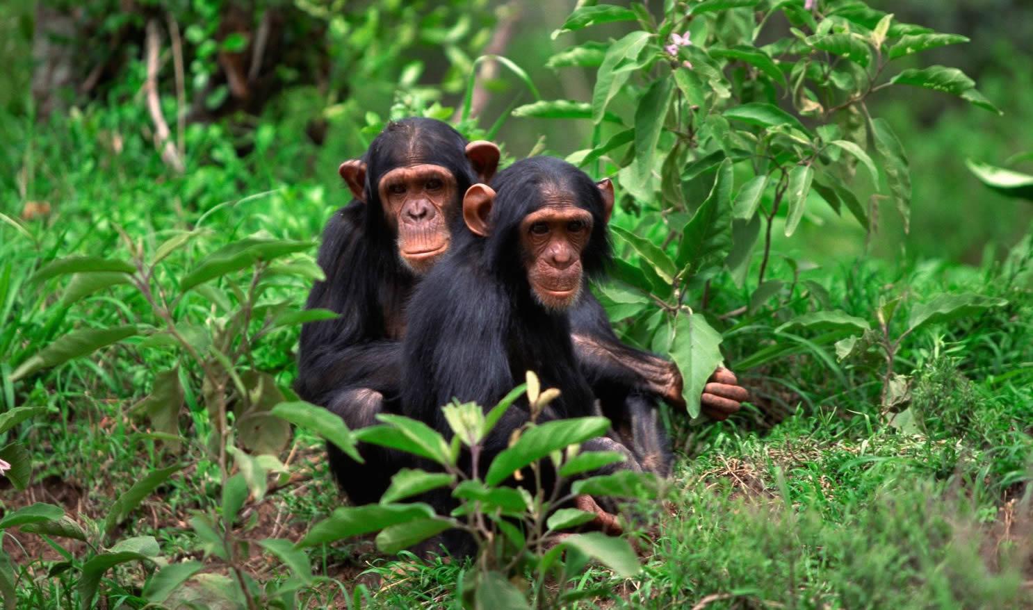 4 days chimpanzees gorilla tracking at nyungwe and volcanoes national park