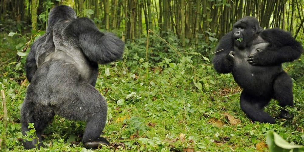 Trek Gorilla tours in Rwanda, Uganda with Go safaris africa