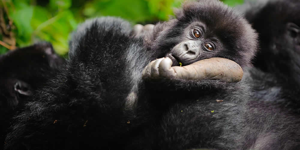 Bwindi impenetrable forest, the habit of endangered Gorilla tracking