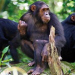 5 Day Uganda Primates