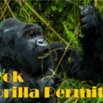 Book gorilla permit