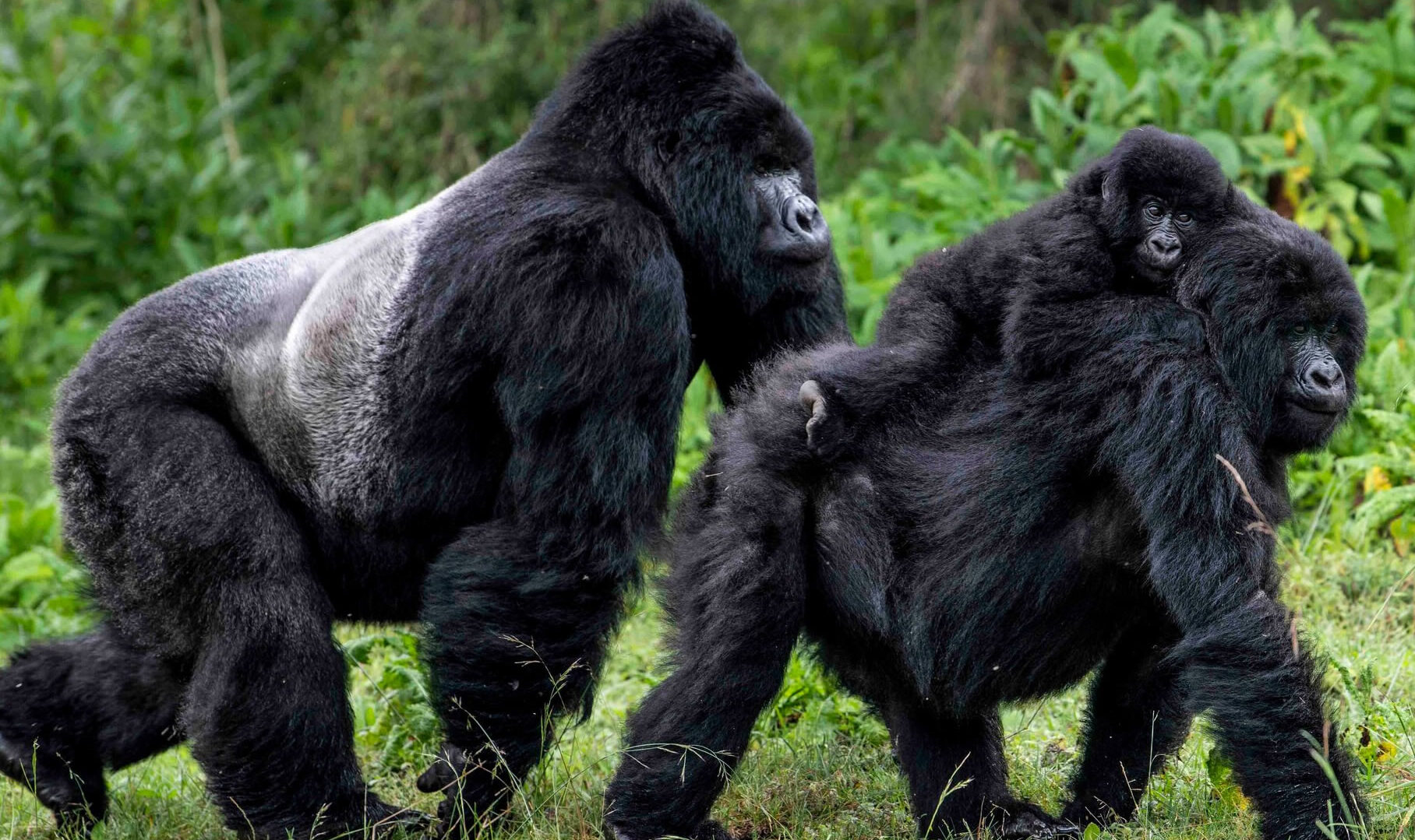 5 day gorilla tracking safari offers you the opportunity to trek mountain gorillas; Trek the interesting Bisoke Mountain (3700m) and Golden monkeys in Volcanoes National Park. Having a chance to see some of the last remaining 700 mountain gorillas in the world is a wonderful experience.